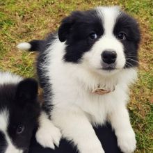 Male and Female Border Collie Puppies