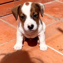 Registered Jack Russell Puppies 💕Delivery Available🌎
