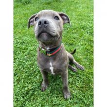 We have a litter of healthy American Staffordshire Terrier puppies
