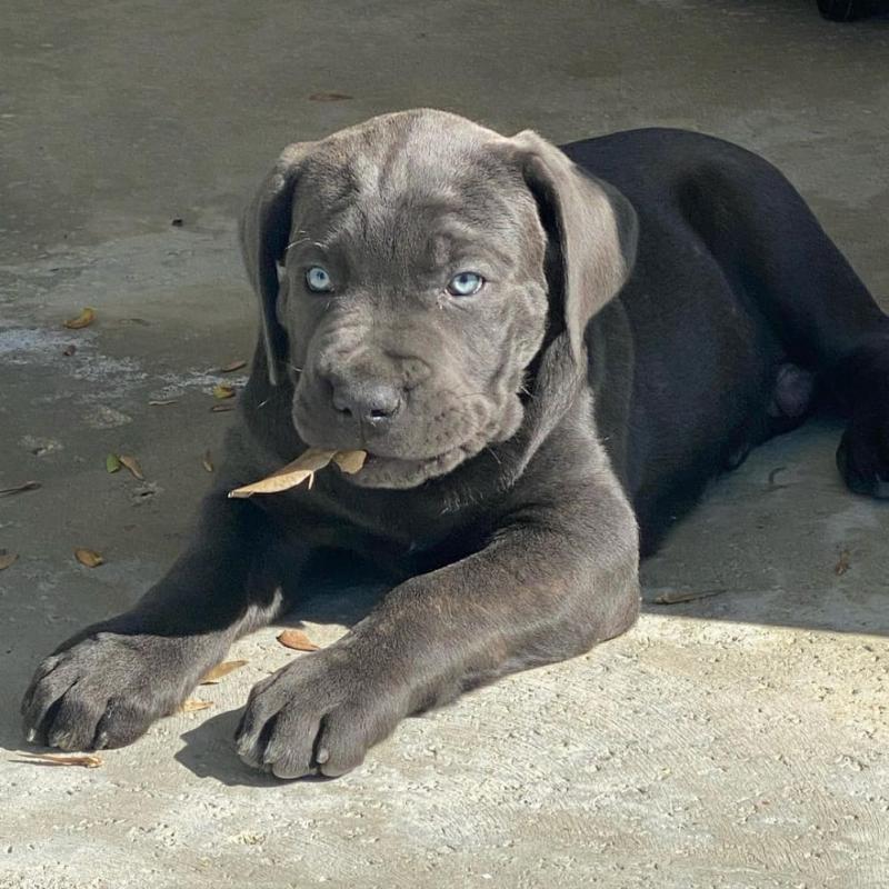 Cane Corso Pups for sale Image eClassifieds4u