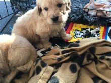 Adorable Mini Golden Doodle.F1B puppy Image eClassifieds4U