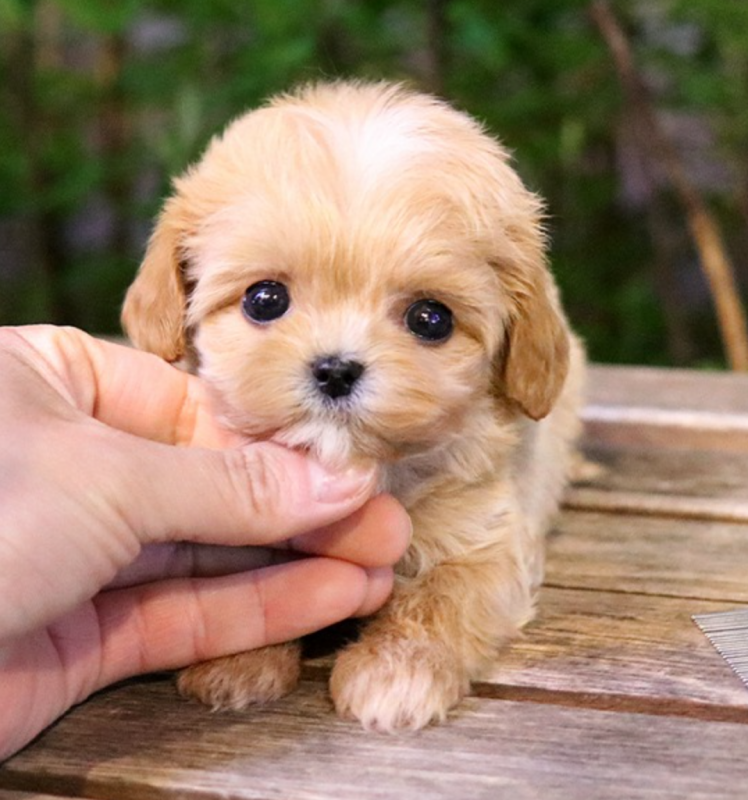 Maltipoo puppies available for sale Image eClassifieds4u