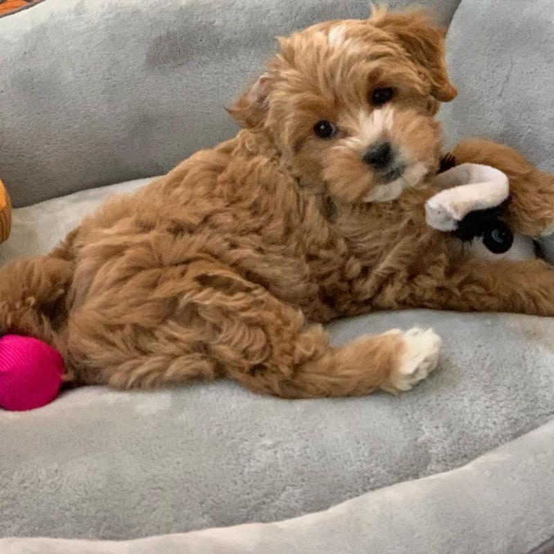 MaltiPoo Puppies Available Now For Adoption Image eClassifieds4u