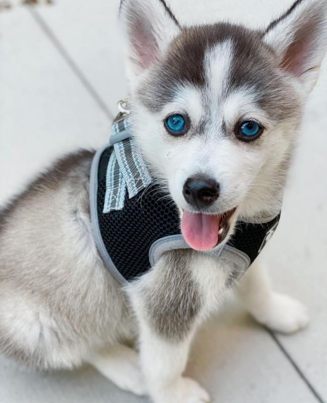 Pomsky male and female puppies for adoption Image eClassifieds4u