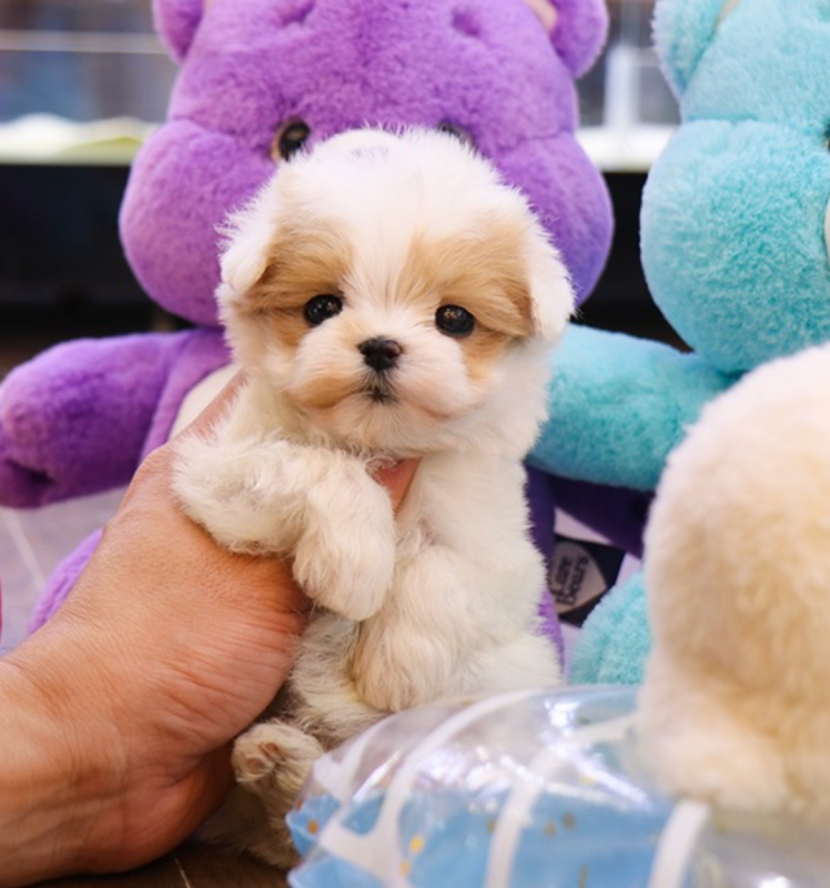 Stuning F1Maltipoo MiniToy Puppies Image eClassifieds4u
