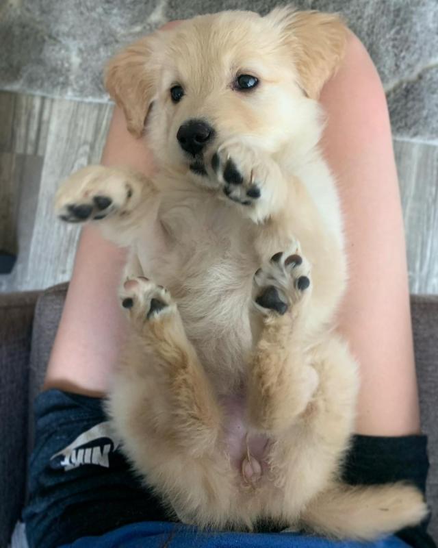 Adorable Golden Retriever Puppies Available Image eClassifieds4u