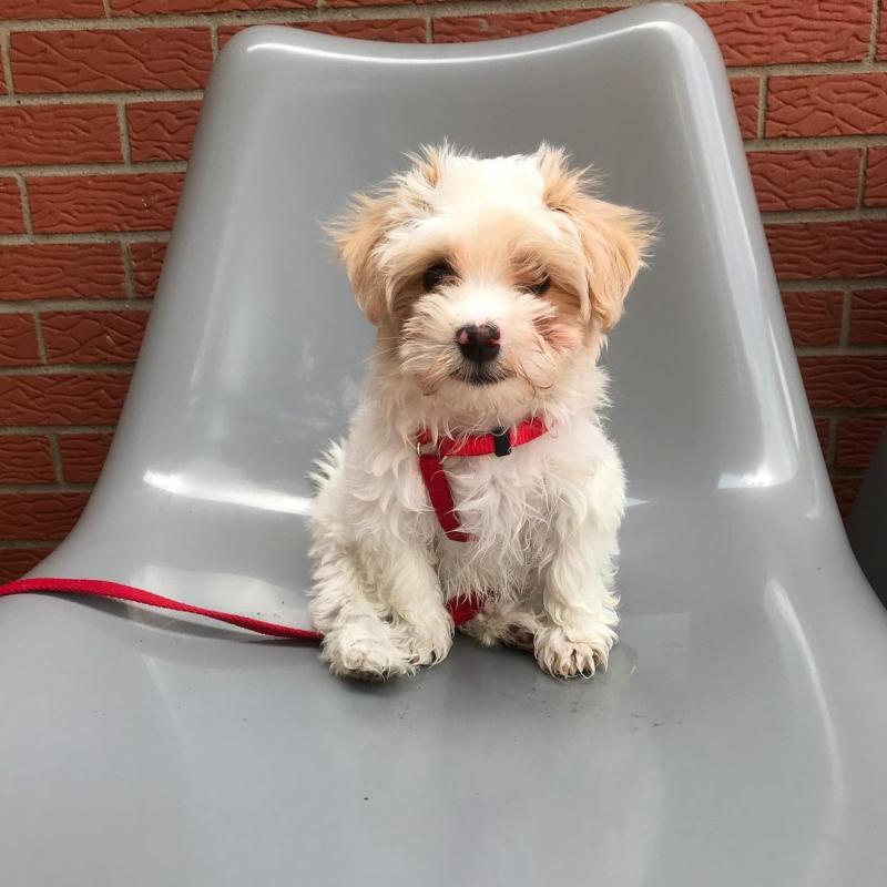 💗🟥🍁🟥C.K.C MALE AND FEMALE HAVANESE PUPPIES AVAILABLE💗🟥🍁🟥 Image eClassifieds4u