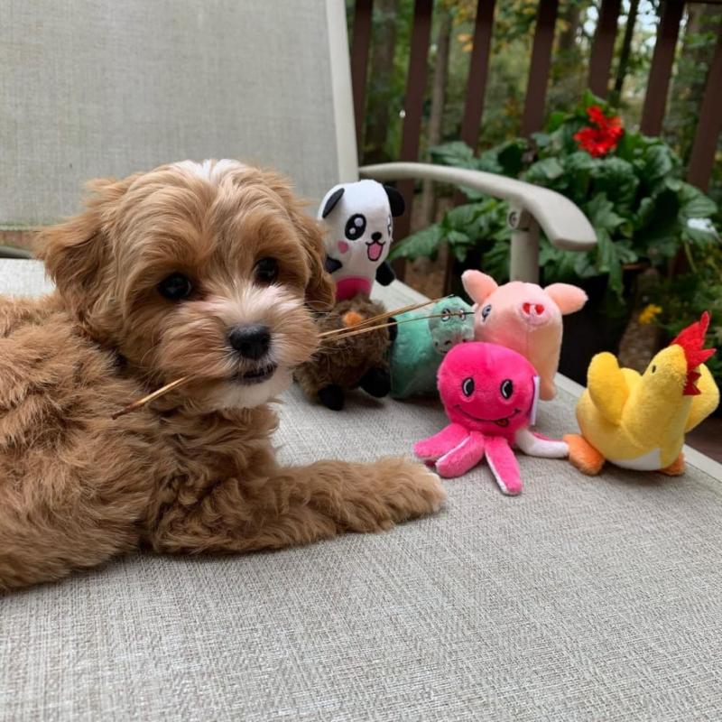 💗🟥🍁🟥 C.K.C MALE AND FEMALE MALTIPOO PUPPIES AVAILABLE💗🟥🍁🟥 Image eClassifieds4u