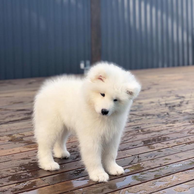 🟥🍁🟥C.K.C MALE AND FEMALE SAMOYED PUPPIES AVAILABLE🟥🍁🟥 Image eClassifieds4u