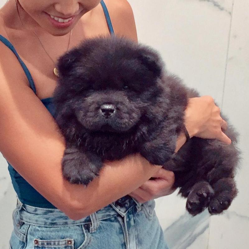 Very Playful Chow Chow Puppies For you Image eClassifieds4u