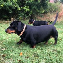 🐶🐶CHARMING 🥰🥰 CKC DACHSHUND Puppies ❤️🦴READY NOW🟥🍁🟥