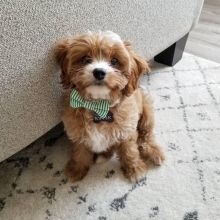 C.K.C MALE AND FEMALE CAVAPOO PUPPIES AVAILABLE