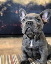 French Bulldog Puppies for Adoption