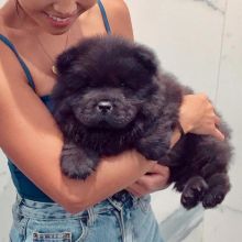 Very Playful Chow Chow Puppies For you