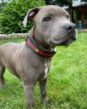 We have a litter of healthy American Staffordshire Terrier puppies