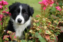 Adorable Australian Shepherd puppies for rehoming