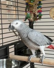 Affectionate Africa Grey Parrot