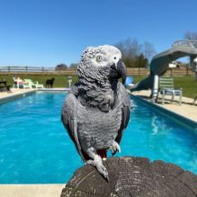 Affectionate Africa Grey Parrot
