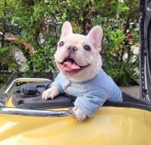 Affectionate French Bulldog Puppies