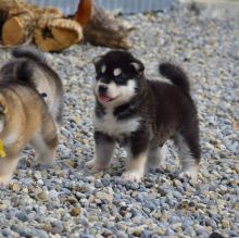 Alaskan Malamute Puppies House Trained