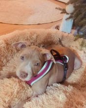 American Pitbull Puppies for sale!! Email petsfarm21@gmail.com or text (831)-512-9409