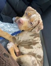 American Pitbull Puppies for sale!! Email petsfarm21@gmail.com or text (831)-512-9409