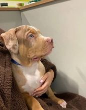 American Pitbull Puppies for sale!! Email petsfarm21@gmail.com or text (831)-512-9409