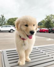 Attractive Golden Retriever Puppies Available