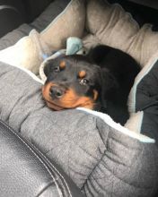 Awesome Rottweiler Puppies for Adoption