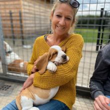 Basset Hound puppies available Vet checked