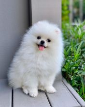 Charming Ckc Pomeranian Puppies For Adoption