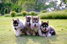 CKC registered Siberian husky puppies for rehoming