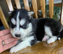 CKC registered Siberian husky puppies for rehoming