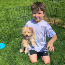 CUTE AND AMAZING MORKIE PUPPIES FOR RE-HOMING