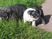 ENGLISH BULLDOG PUPPIES FOR RE-HOMING