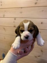 Fabulous Ckc Beagle Puppies For Re-Homing