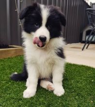 Healthy Border Collie Puppies