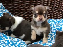 Jovial Chihuahua Puppies For Adoption