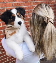 Male and Female Border Collie Puppies