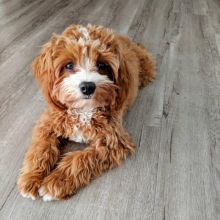 Male And Female Cavapoo puppies Ready For Adoption