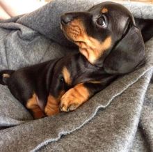 Miniature Dachshund Puppies Available💕Delivery Available🌎