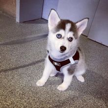 Pomsky male and female puppies for adoption