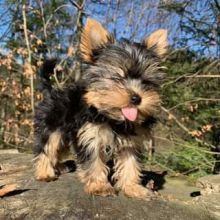 Purebred Yorkie puppies for new homes