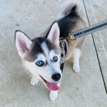 Quality Male and Female Pomsky Puppies For free