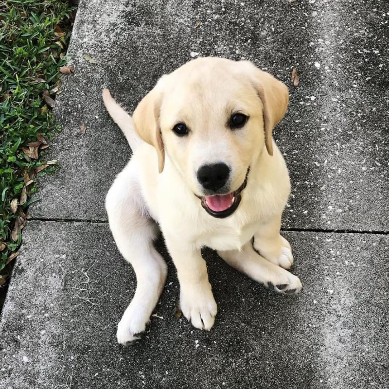 2 healthy, home trained Labrador Retriever pups for adoption. Image eClassifieds4u