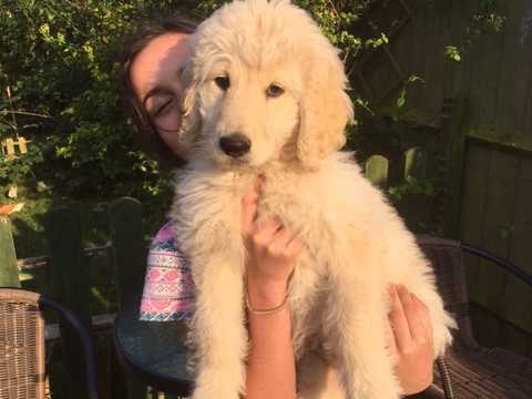 Adorable Mini Golden Doodle.F1B puppy Image eClassifieds4u