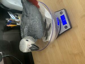 Affectionate Africa Grey Parrot Image eClassifieds4u