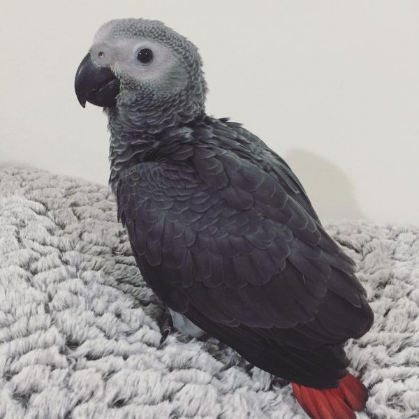 Affectionate Africa Grey Parrots Image eClassifieds4u