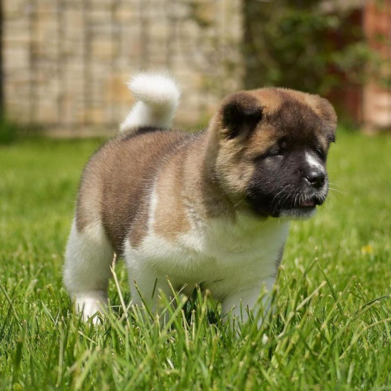 Akita puppies ready to go Image eClassifieds4u