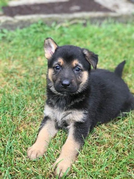 Amazing German Shepherd Puppies Image eClassifieds4u